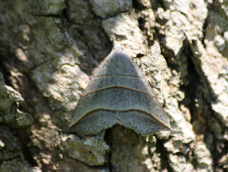 Hypena sp.? - No, Colobochyla salicalis